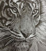 Image result for Tiger Pencil Drawing