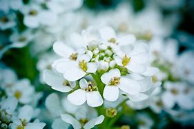 Image result for Spring Plant with White Flowers