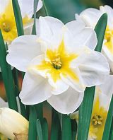 Image result for Narcissus Lemon Beauty
