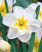 Narcissus Lemon Beauty కోసం చిత్ర ఫలితం