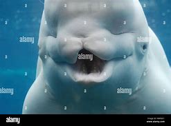 Image result for Beluga Whale Teeth
