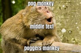 Image result for Monkey POG Meme