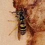 Image result for Yellowjacket