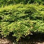 Image result for Japanese Maples with Perennials