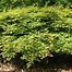 Image result for Japanese Maple Tree Zone 9