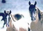 Image result for Wild Horse Race