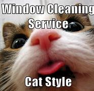 Image result for Amazing Clean Cat Memes