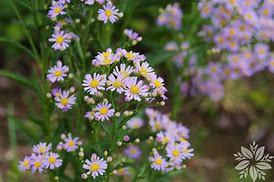 Image result for Aster ageratoides Asran