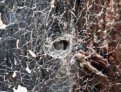 Image result for Funnel Web Spider Nest