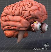 Image result for Human Brain with Eyes