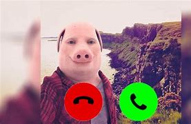 Image result for Ring Camera Pig Meme