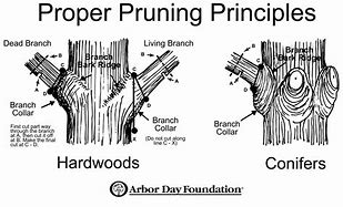 Image result for Tree Trimming Where to Cut