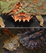 Image result for Chelus Chelidae
