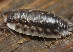 Image result for "sow-bugs"
