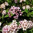 Image result for Spiraea japonica Little Princess