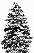 Image result for Tree Drawing Black and White