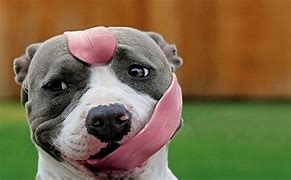 Image result for YouTube Funny Puppies