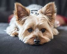 Image result for Best Indoor Dog Breeds