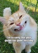 Image result for Sorry Lolcat