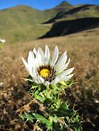 Image result for Berkheya cirsiifolia