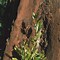 Prunus avium Marmotte に対する画像結果