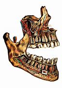 Image result for Deer Jaw Bone Shaman