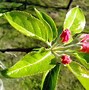 Image result for Honeycrisp Apple Tree Fertilizer