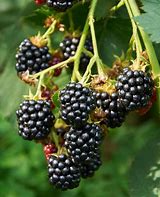 Image result for Triple Crown Blackberries