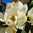 Billedresultat for Magnolia grandiflora