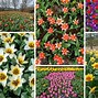 Image result for Keukenhof Gardens Netherlands