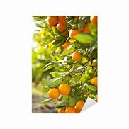 Image result for Valencia Orange Orchard Wallpaper