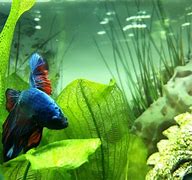 Image result for Leaf Fish Tank Mates