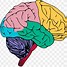 Image result for Human Body Brain