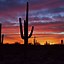 Image result for Largest Saguaro Cactus in Arizona