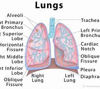 Image result for Lung Lobes Diagram