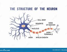 Image result for Map Human Brain Neuron