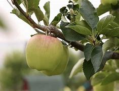 Image result for Small Ambrosia Apples