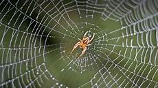 web bid spider san diego zoo animals plants web bid spider san diego zoo animals plants