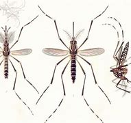 Image result for Mosquitoes Male vs Female