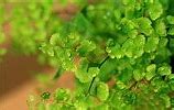 Image result for Green Plant Leaves Wallpaper