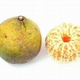 Image result for Ugli Fruit Tree