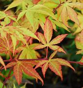 Image result for Acer palmatum Osakazuki