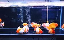 Image result for Goldfish Puffs