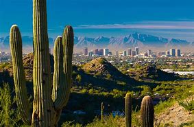 Image result for Phoenix Arizona Cactus
