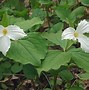 Image result for White Flowering Ground Cover