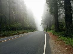 Image result for Fog Forest Road