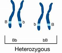 Image result for Phenotype Drawing