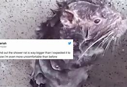 Image result for Rat Shower Shitpost