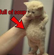 Image result for Soup Cat Meme