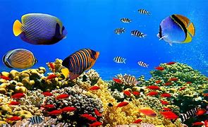 Image result for Coral Reef Fish